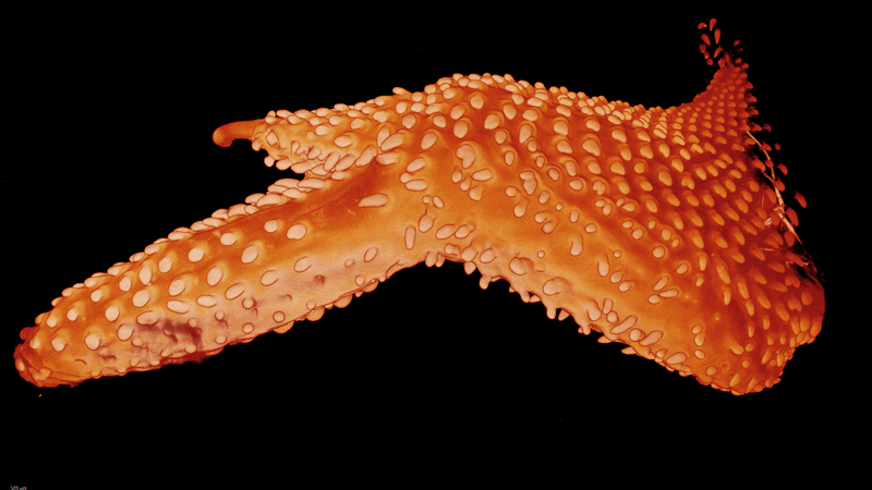 image of the skin of a chicken embryo treated with a molecule that affects normal feather development; its feather buds are instead simple tube shapes that resemble those seen in some species of dinosaur