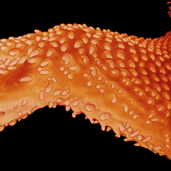 image of the skin of a chicken embryo treated with a molecule that affects normal feather development; its feather buds are instead simple tube shapes that resemble those seen in some species of dinosaur