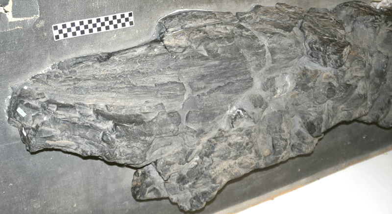Prototaxites loganii from the middle Devonian Bellvale Sandstone. Fossils of smaller relatives of these first land giants suggest they were all part of a lineage unrelated to any that survives today.