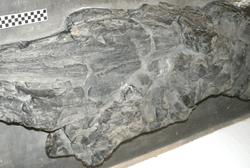 Prototaxites loganii from the middle Devonian Bellvale Sandstone. Fossils of smaller relatives of these first land giants suggest they were all part of a lineage unrelated to any that survives today.