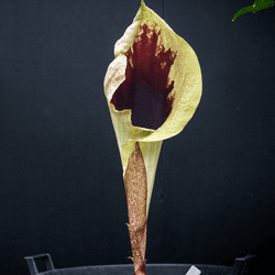 Pseudohydrosme gabunensis flowering, looking like a leafy trumpet