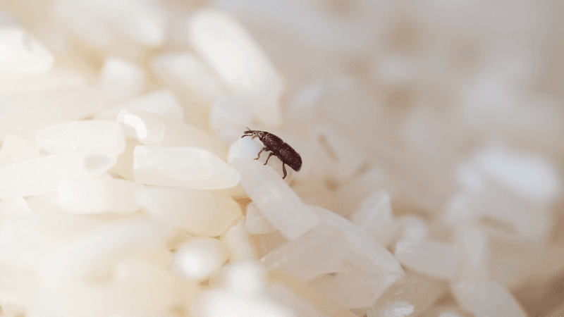 a little brown rice weevil walking over some white grains of rice