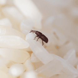 a little brown rice weevil walking over some white grains of rice