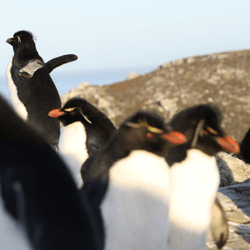 a group of macaroni penguins, in rare cases they breed with rockhoppers creating rockaroni penguins