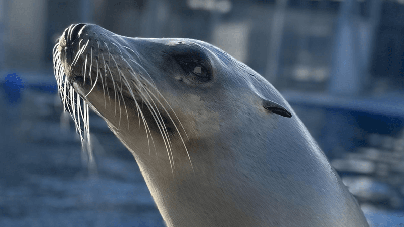 a close up of ronan the sea lion looking up towards the sun, light across her face makes her look famous (she is)