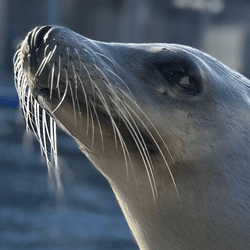 a close up of ronan the sea lion looking up towards the sun, light across her face makes her look famous (she is)