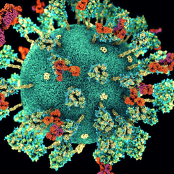 The SARS-CoV-2 virus with antibodies (shown in orange and purple) binding to 'spike proteins' on the virus's surface (shown in teal and yellow). If the spike gets the virus into the cell, there are other proteins to target