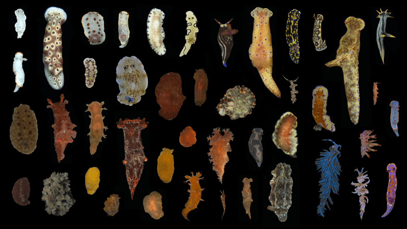 a montage of sea slugs demonstrating how some are very colorful while others have more muted coloration