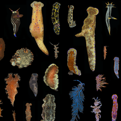 a montage of sea slugs demonstrating how some are very colorful while others have more muted coloration