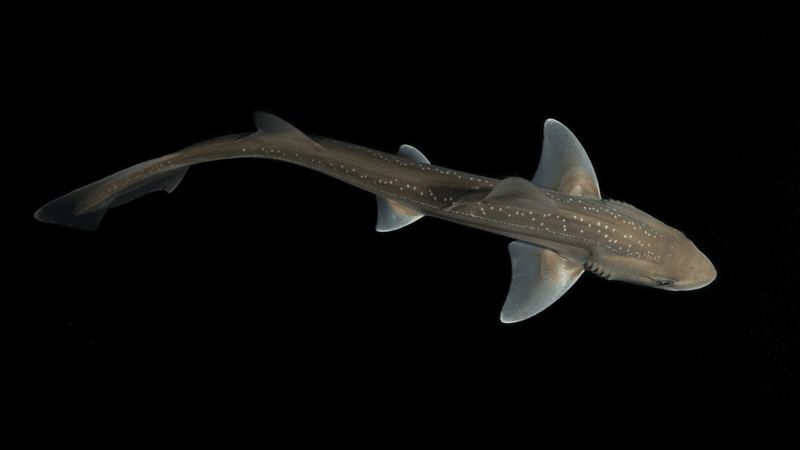 a new zealand rig shark, slender grey body against black background 