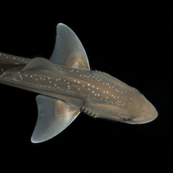 a new zealand rig shark, slender grey body against black background 