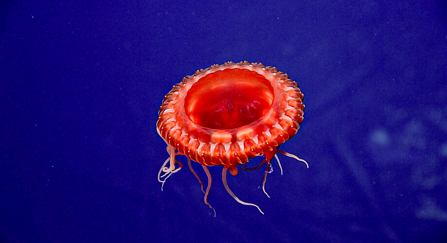 Bright red jellyfish swimming in the blue sea near the shipwreck of USS Yorktown Bright red jellyfish swimming in the blue sea near the shipwreck of USS Yorktown