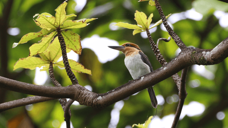 a sihek in a tree with orangey head and blueish back feathers