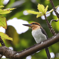 a sihek in a tree with orangey head and blueish back feathers
