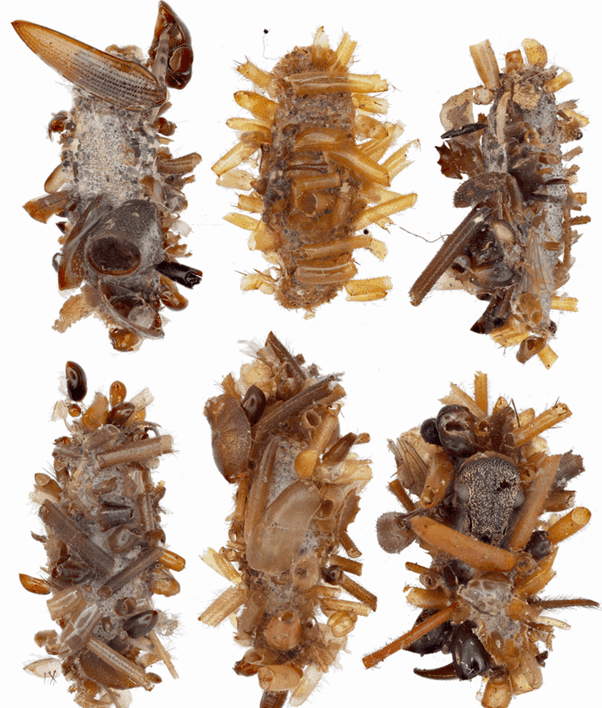 Examples of six bone collector caterpillars and the trophies they wear. Examples of six bone collector caterpillars and the trophies they wear.