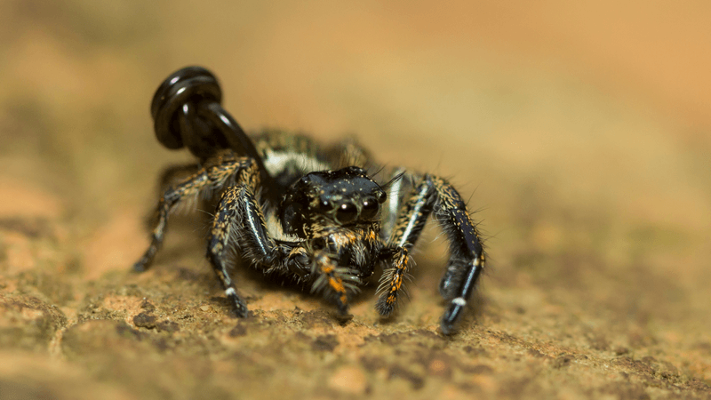 a worm bursting out of a spider