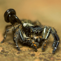 a worm bursting out of a spider
