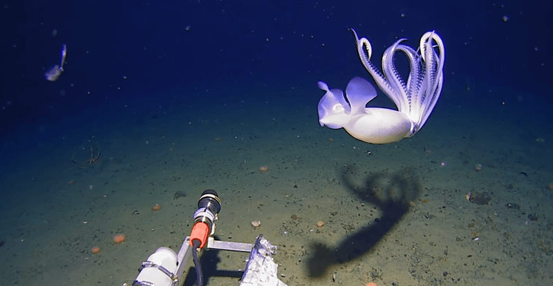  Moratoothopsis longimana, a ghostly white squid with long, elegant tentacles, In deep sea Southern Ocean Antarctica.