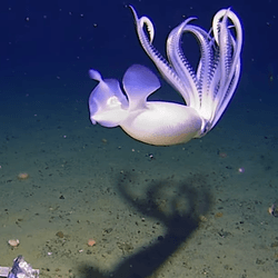  Moratoothopsis longimana, a ghostly white squid with long, elegant tentacles, In deep sea Southern Ocean Antarctica.