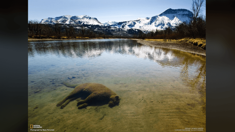 a cougar in a lake, covered in sediment