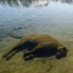 a cougar in a lake, covered in sediment