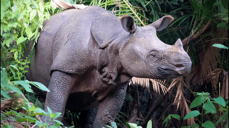 Sundaic rhinoceros surrounded by leaves in the forest. the animal has a slim face with large ears