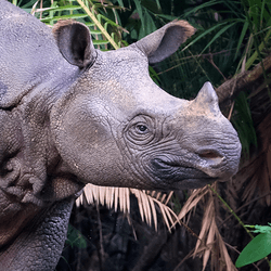 Sundaic rhinoceros surrounded by leaves in the forest. the animal has a slim face with large ears