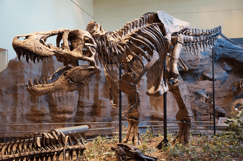 The yrannosaurus rex holotype specimen at the Carnegie Museum of Natural History, Pittsburgh. These days it would likely be bought up by a private collector.