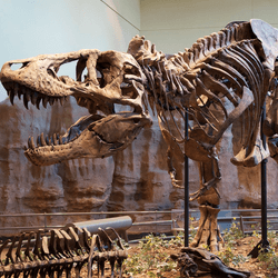 The yrannosaurus rex holotype specimen at the Carnegie Museum of Natural History, Pittsburgh. These days it would likely be bought up by a private collector.