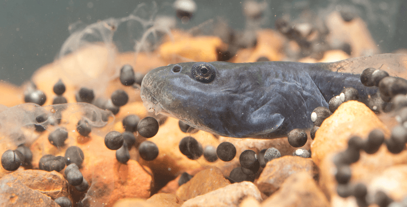 A cane toad tadpole eating the eggs of its own species, making it potentially the solution to one of the world's worst invasive species crisis. 