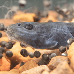 A cane toad tadpole eating the eggs of its own species, making it potentially the solution to one of the world's worst invasive species crisis. 