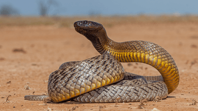 A Taipan snake.