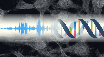 The fundamental relationship between life and sound