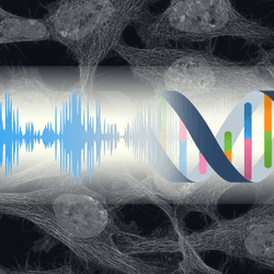 The fundamental relationship between life and sound