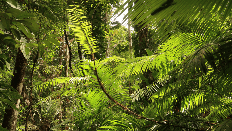The rattan Calamus calapparius