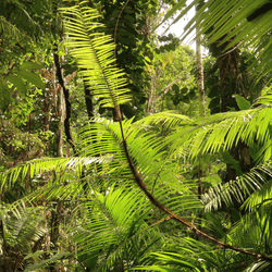 The rattan Calamus calapparius