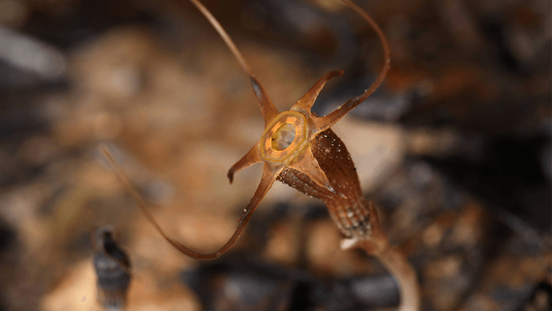 Reddish plant with long appendages and a circular orange middle. The plant would not look out of place in the TV show Stranger Things.