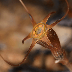 Reddish plant with long appendages and a circular orange middle. The plant would not look out of place in the TV show Stranger Things.