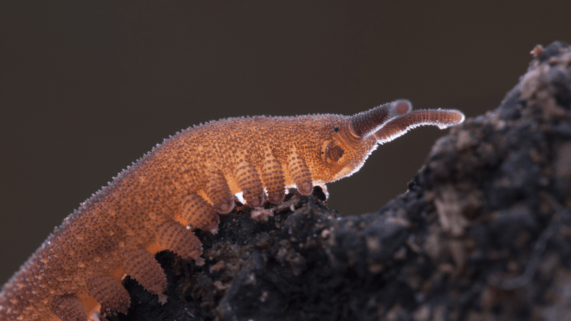 velvet worm on substrate