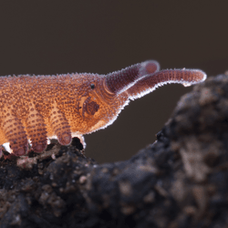 velvet worm on substrate