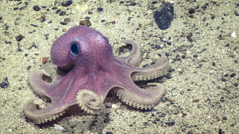 warty octopus on the seabed, purple with bumpy skin