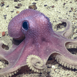 warty octopus on the seabed, purple with bumpy skin