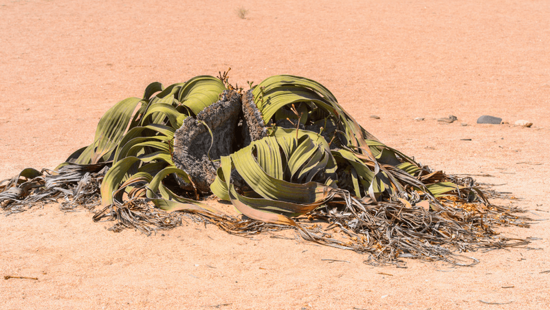 welwitschia mirabilis, hole among giant fibrous leaves on desert floor