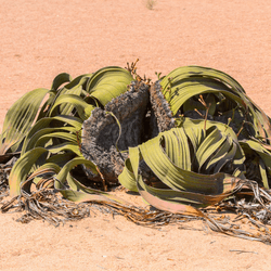 welwitschia mirabilis, hole among giant fibrous leaves on desert floor