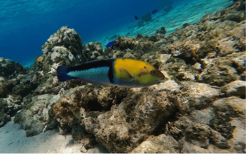 A yellowhead wrasse preparing to use one of the nearby stones as a tool to access its meal