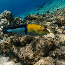 A yellowhead wrasse preparing to use one of the nearby stones as a tool to access its meal